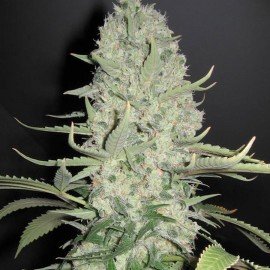 Semillas White Widow x Critical Fast 50 (uds.)