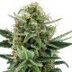 Jack Herer Auto Granel