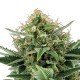 Jack Herer Auto Granel