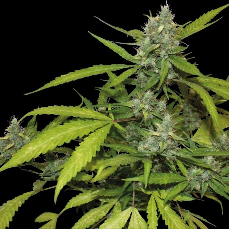 Sweet Tooth Auto Granel