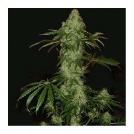 Semillas Northern Lights Auto x Ak 47 Auto 50 (uds.)